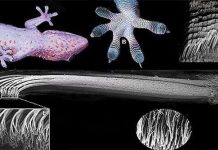 Vật liệu mô phỏng lông mao