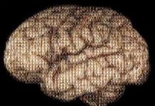 “Nhảy gen” tạo ra sự đa dạng trong các tế bào não người