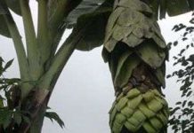 Kinh ngạc với cây chuối mọc sừng ở Gia Lai Kinh ngạc với cây chuối mọc sừng ở Gia Lai