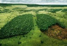 “Vũ khí” mới ngăn nạn phá rừng