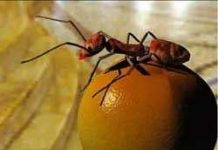 Dùng biện pháp sinh học chống con trùng