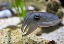 Mực cải trang thành loài cua vô hại để săn cá