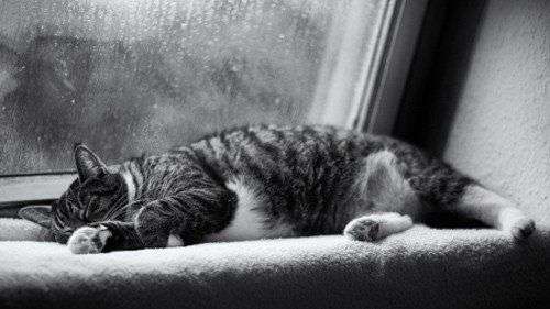 Vì sao trời mưa lại khiến chúng ta buồn ngủ?