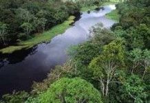 Rừng Amazon tươi xanh hơn khi nắng hạn! Rừng Amazon tươi xanh hơn khi nắng hạn!