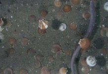 Những bí ẩn kỳ thú trong tự nhiên