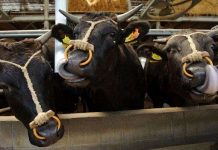 Cận cảnh cuộc sống “ông hoàng bà chúa” của bò Kobe