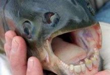 Bí ẩn cá có hàm răng giống người Bí ẩn cá có hàm răng giống người
