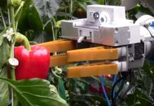 Robot thu hoạch trái cây