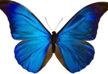 Cánh bướm truyền cảm hứng vật liệu điện tử