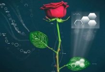 Tạo ra "hoa hồng điện tử" đầu tiên thế giới