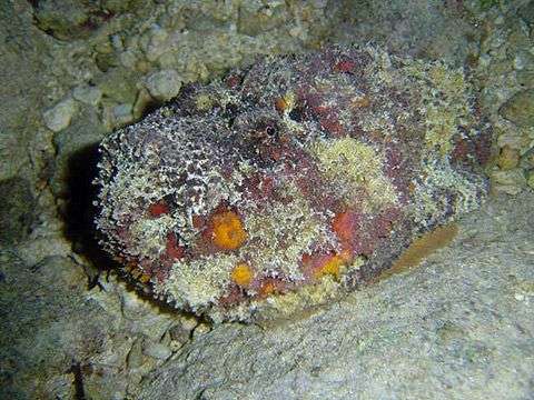 10 loài sinh vật biển đáng sợ nhất