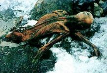 Các bí ẩn xung quanh cái chết của người băng Oetzi