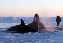 Canada: Chạy đua cứu cá voi mắc kẹt trong băng