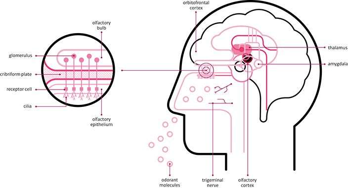 Tại sao khứu giác có thể giúp khôi phục trí nhớ?