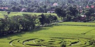 Indonesia xôn xao vì vòng tròn bí ẩn xuất hiện giữa cánh đồng