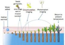 Trồng cây trên sao Hỏa Trồng cây trên sao Hỏa