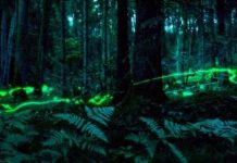 Khoa học ứng dụng: nguồn năng lượng thay thế