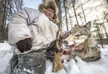 Nghề săn chó sói ở vùng đất lạnh giá nhất Nga