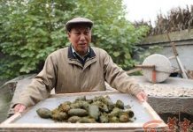 Thầy giáo Trung Quốc làm giấy từ phân gấu trúc