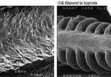 Loài cá nhịn thở trong hàng tháng Loài cá nhịn thở trong hàng tháng
