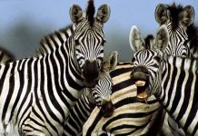 Tại sao ngựa vằn lại có… vằn?