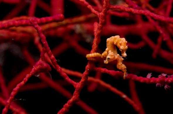Những sinh vật kỳ lạ dưới đáy biển Indonesia