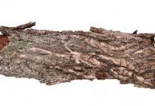 Tạo bọt từ gỗ