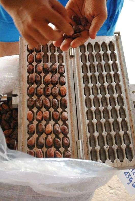 Chocolate Việt nổi tiếng thế giới được sản xuất như thế nào?