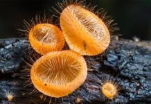 Sự sống trên Trái đất có thể đã không diễn ra nếu thiếu loài sinh vật này