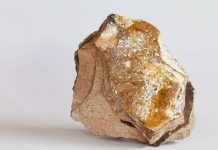 Những loài vật hoang dã tự tỏa mùi thơm giống hệt Hàm Hương