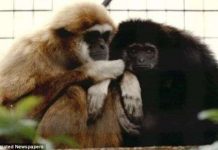 Sự thật về việc con người là thông minh nhất