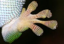 Dọn rác trong vũ trụ bằng robot mô phỏng chân tắc kè