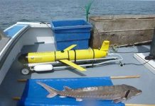 Robot bảo vệ cá tầm Robot bảo vệ cá tầm