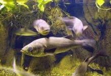 Cá biển chỉ còn đủ cho 50 năm