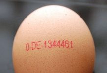 Trứng gà cũng có chứng minh thư, bạn biết không?