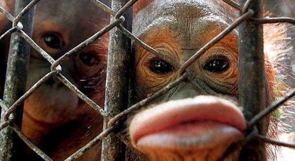 Phát hiện gây sock: Con người không thể ngừng “hôn nhau”