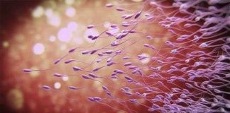 Những khám phá mới về "con giống" của đàn ông