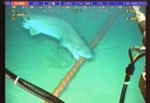 10 sự thật về cáp mạng vượt đại dương