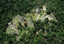 Cá sản sinh "lưới chống muỗi" để có giấc ngủ yên