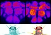 Giấc ngủ giúp “quét dọn” não