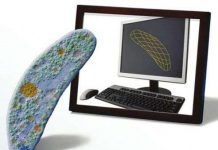 Mô hình máy tính vi khuẩn lây truyền qua đường tình dục