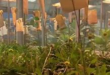 Lốp xe được chế tạo từ hoa bồ công anh