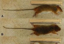 Năm 2014 Việt Nam phát hiện 126 loài mới