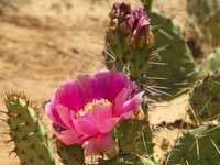 Nhân giống cây xương rồng Nopal