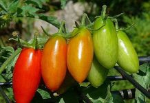 Phát hiện trái cây chín nhờ hệ thống quét ảnh vi sóng