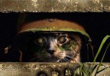 4 chiến thuật quân sự có 1-0-2 trong lịch sử chỉ thiên tài mới nghĩ ra