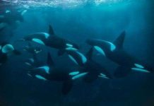 Bí mật của cá voi sát thủ cái