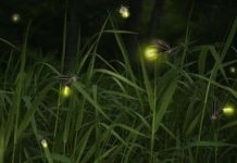 Chế tạo đèn LED từ đom đóm