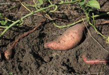 NASA trồng khoai lang trên vũ trụ