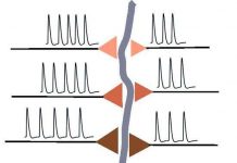 Khám phá cơ chế học tập của bộ não